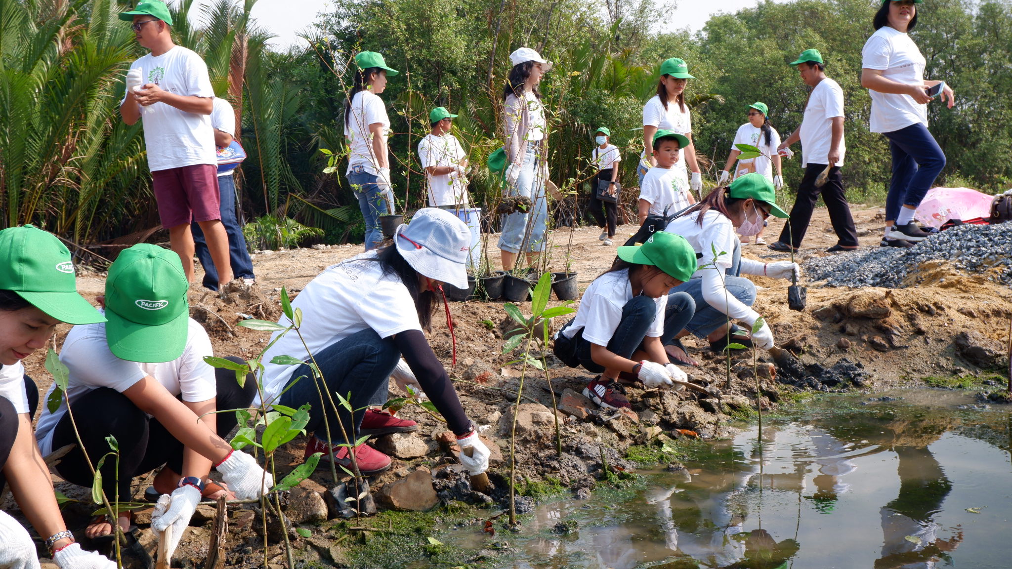 タイでのマングローブ植樹活動